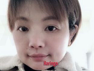 Haringo