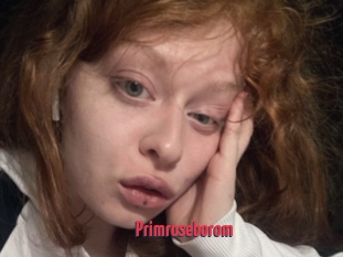 Primroseborom