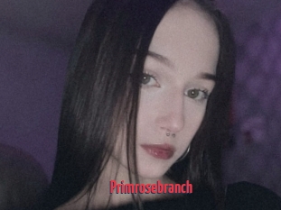 Primrosebranch