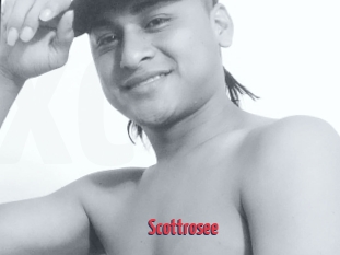 Scottrosee