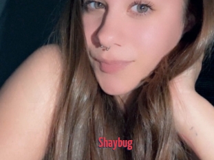 Shaybug