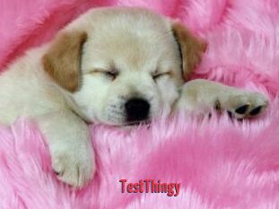 TestThingy